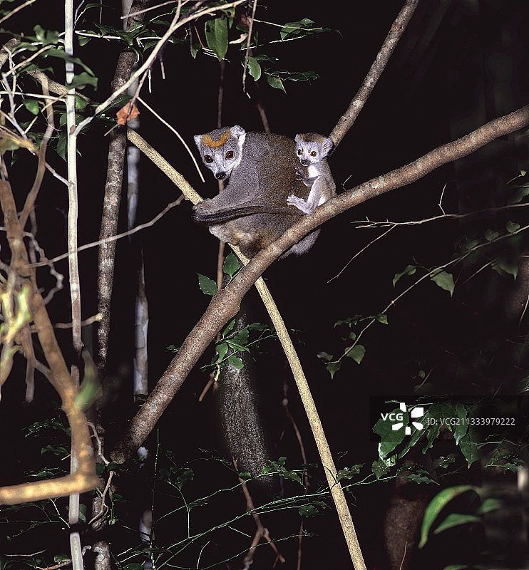 带幼崽的冕狐猴，安卡拉纳国家公园，马达加斯加图片素材