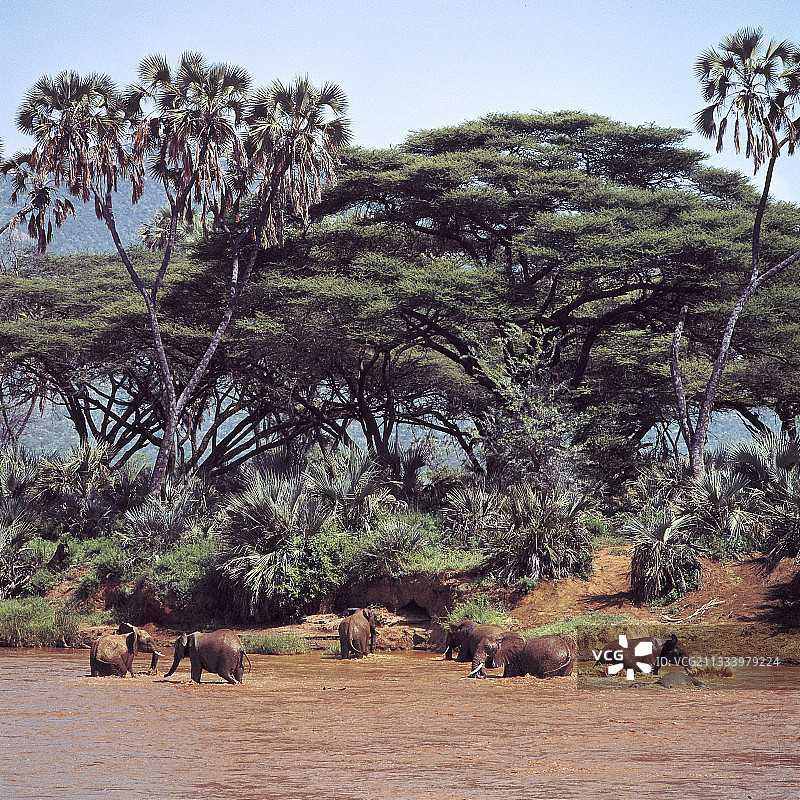 在肯尼亚桑布鲁的乌瓦索尼罗河中沐浴的象群图片素材