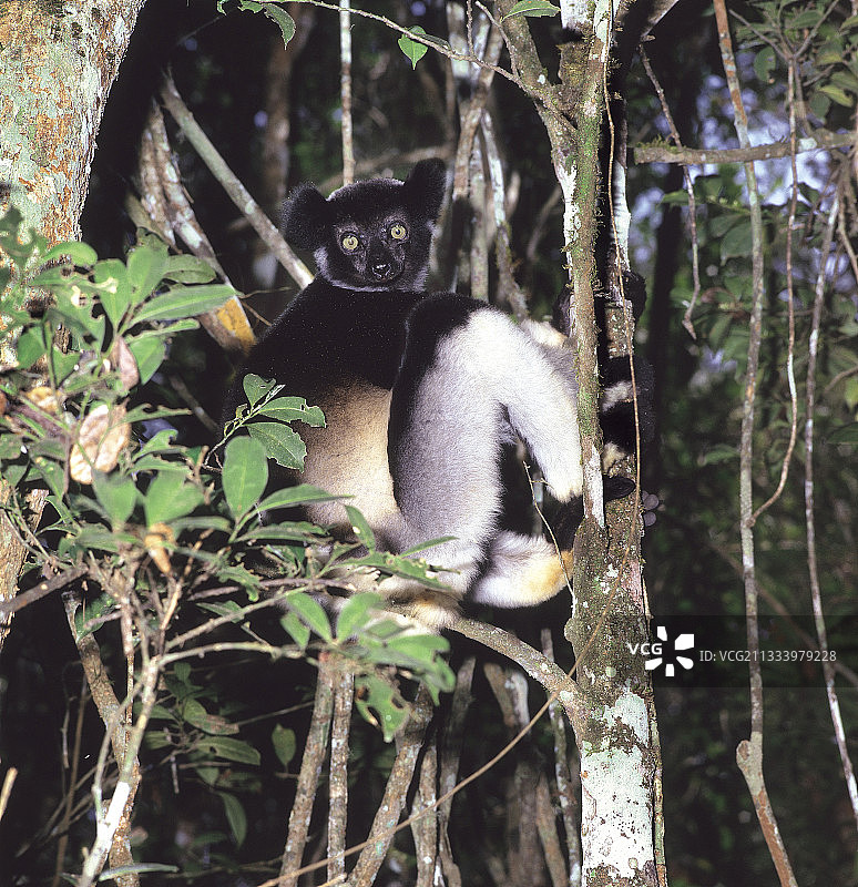 马达加斯加保护区内的指猴图片素材