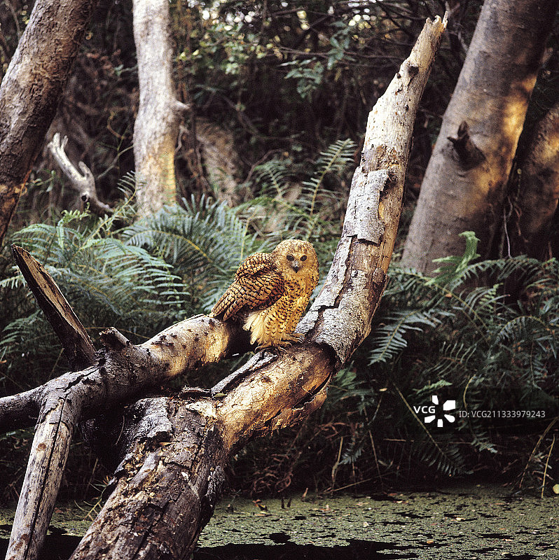 在博茨瓦纳奥卡万戈三角洲树枝上的佩尔氏渔鸮图片素材