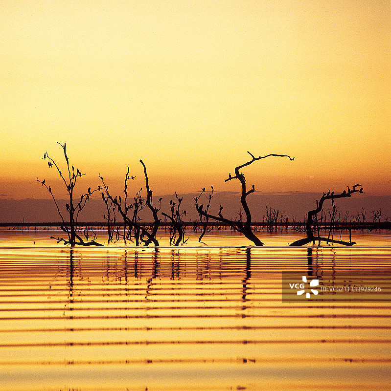 津巴布韦卡里巴湖：黄昏时栖息的鸬鹚图片素材