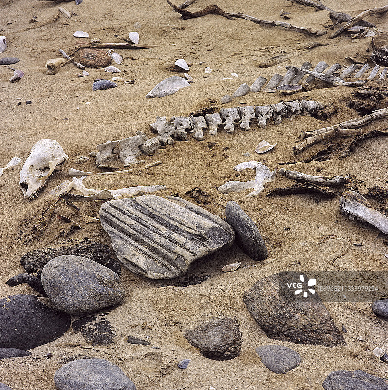 骷髅海岸北部海滩上的海狗骨骼图片素材