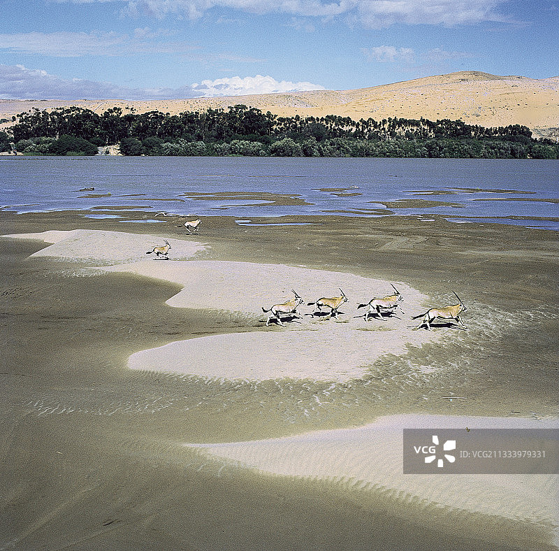 在纳米比亚奥兰治河边的剑羚，遥望南非图片素材