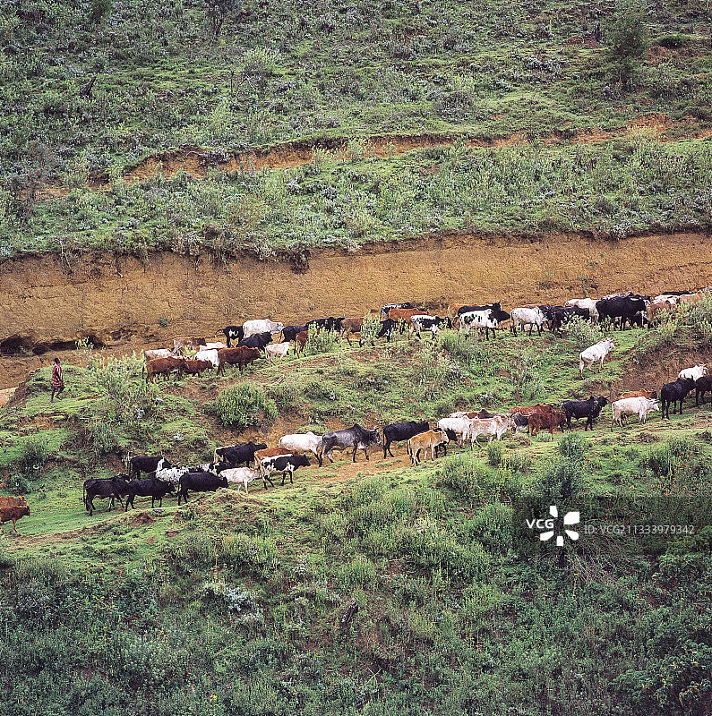 马赛牧民在肯尼亚茅乌断崖放牧图片素材