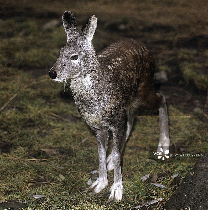 印度西北部加瓦尔喜马拉雅麝香鹿图片素材