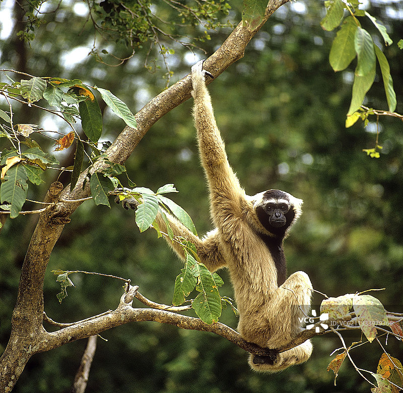 泰国北部树枝上的冠长臂猿图片素材