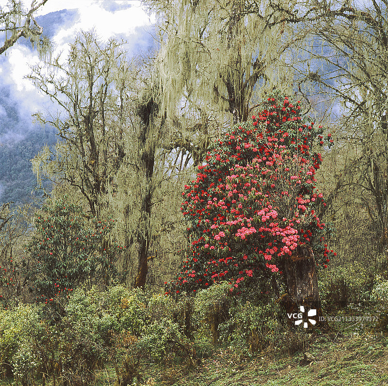 海拔：3450米图片素材