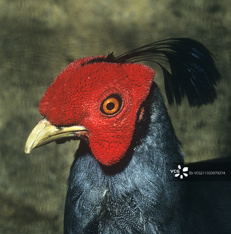 泰国暹罗鹧鸪的肖像图片素材