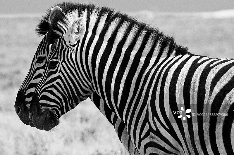 纳米比亚埃托沙国家公园中两只汇合的斑马图片素材