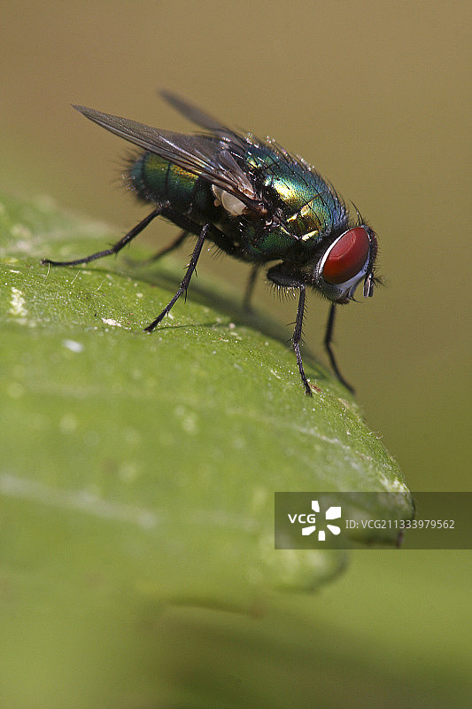 停留在法国野生桑叶上的绿瓶蝇图片素材