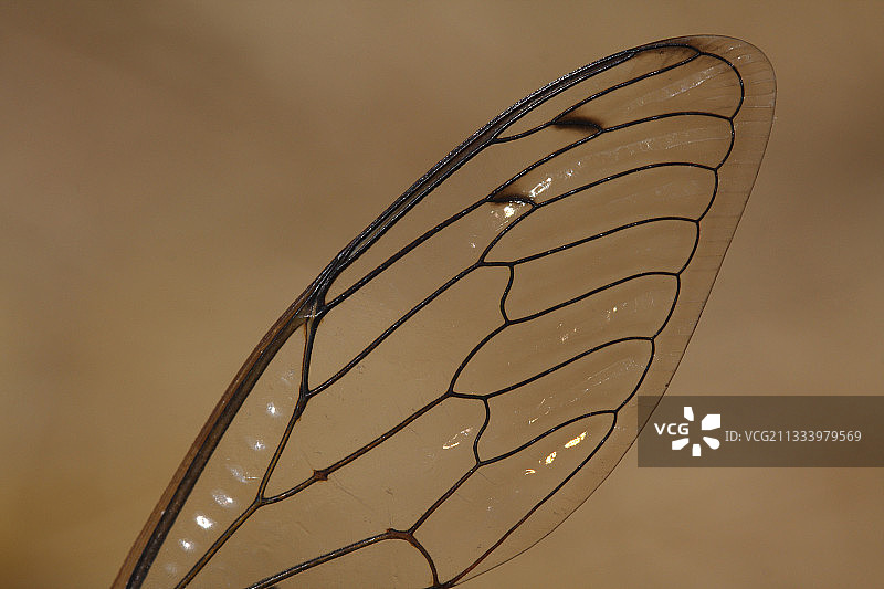 法国常见蝉翅鞘的特写图片素材