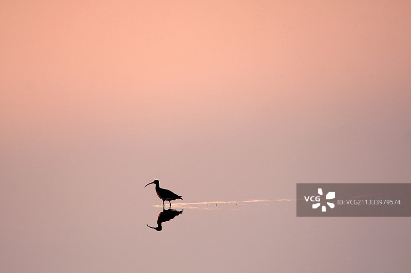 黎明时分的欧亚白腿鹬图片素材
