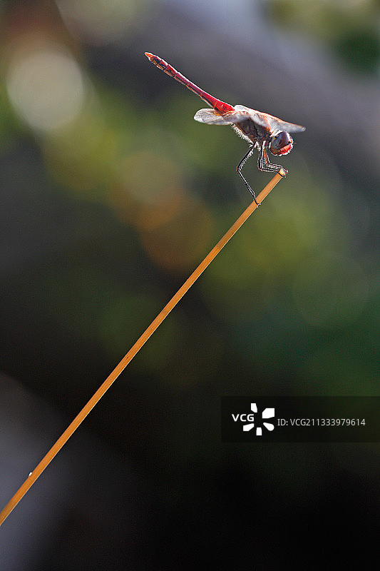 在法国杆子上直立的红脉蜻蜓图片素材