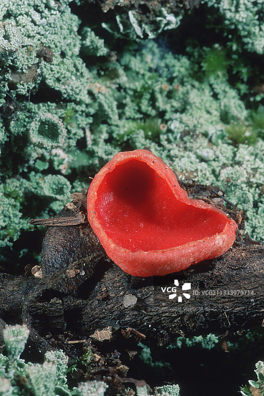 猩红杯真菌和地衣图片素材