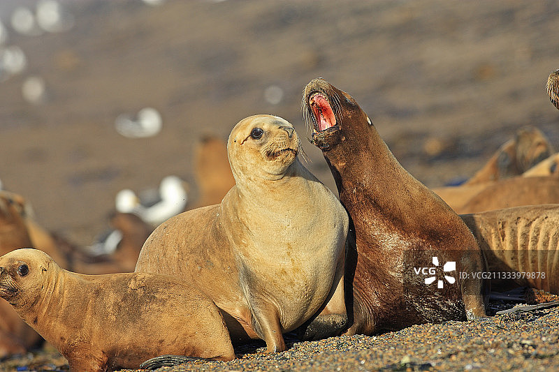 阿根廷巴塔哥尼亚南部海狮群图片素材