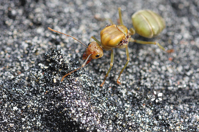 巴厘岛印度尼西亚黑色沙滩上的蚂蚁图片素材