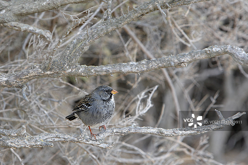 阿根廷巴塔哥尼亚树枝上的哀悼山雀图片素材