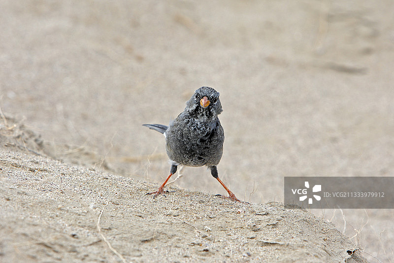 阿根廷巴塔哥尼亚的哀悼塞拉雀图片素材