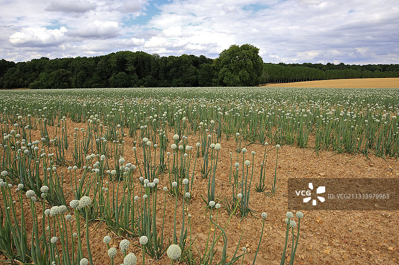 法国田野里的大蒜图片素材