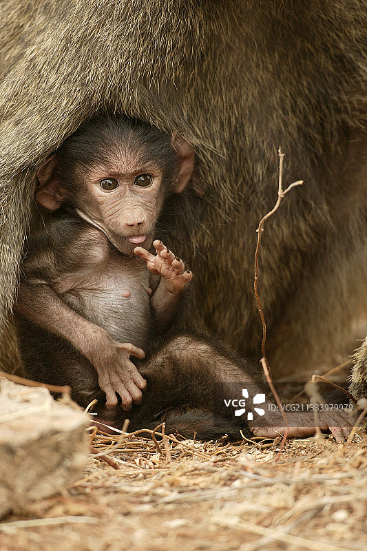 肯尼亚桑布鲁地区的阿努比斯狒狒宝宝和它的母亲图片素材