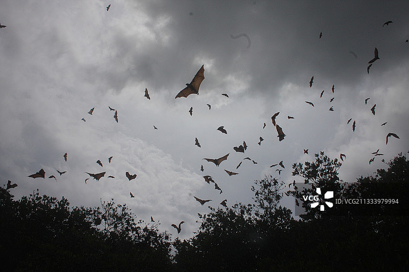 印尼17岛国家公园中飞翔的果蝠图片素材