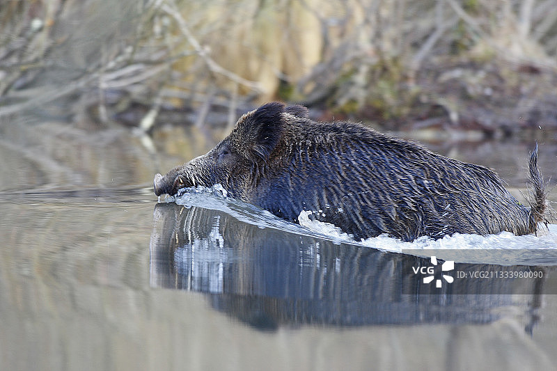 野猪游泳穿过莱茵森林的死水图片素材