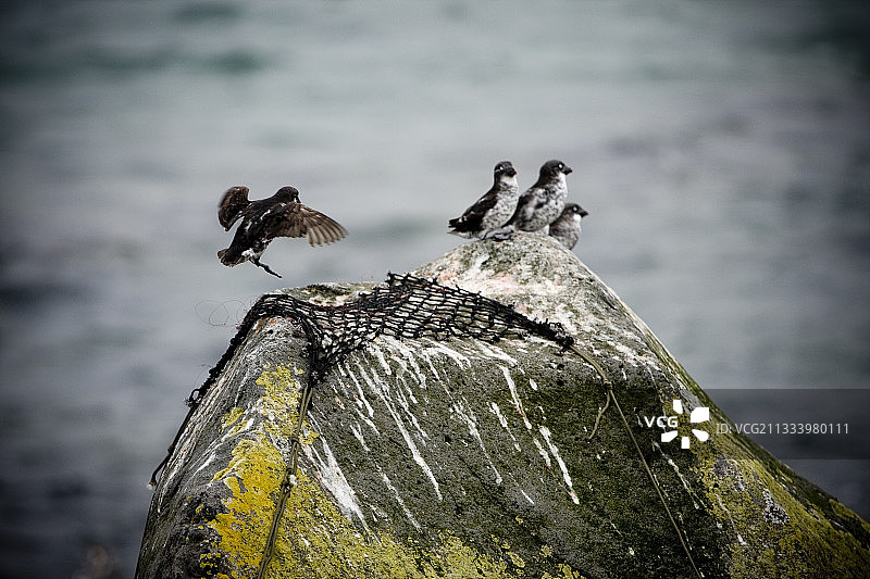 渔网制成的带套索的网和栖息着鸟类的岩石图片素材