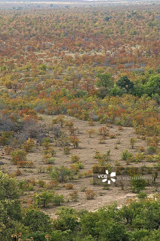 南非克鲁格的秋季沙漠灌木图片素材