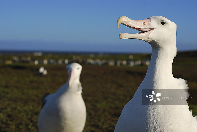 克尔格伦岛上的漂泊信天翁图片素材