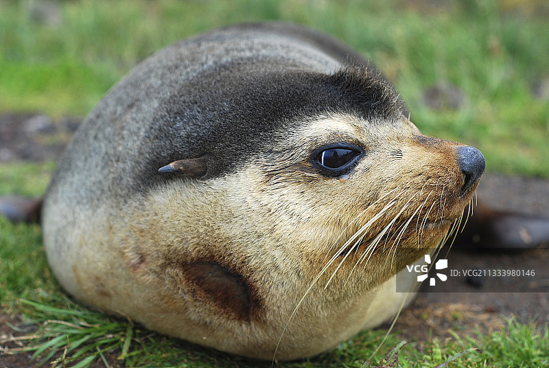 凯尔盖朗群岛亚南极毛皮海狮肖像图片素材