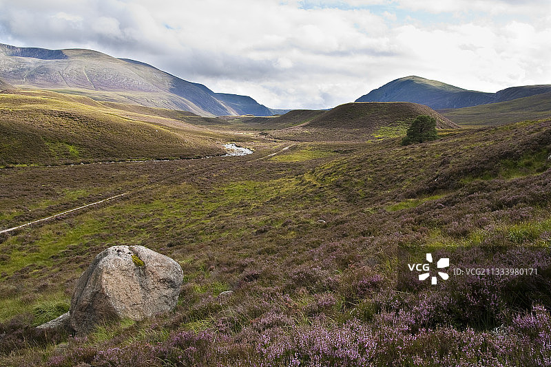 凯恩戈姆国家公园盛开的欧石楠图片素材