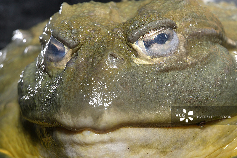 非洲牛蛙肖像图片素材