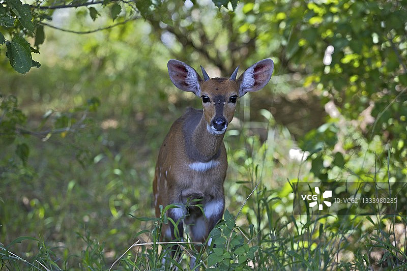克鲁格莱塔巴河森林里的雄性薮羚图片素材