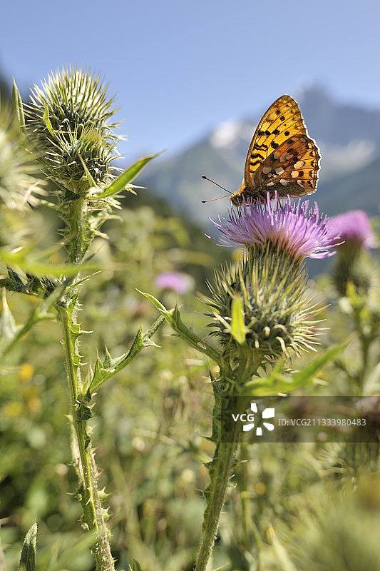 沿Chemin des Gardes飞行的小型珍珠边蛱蝶图片素材