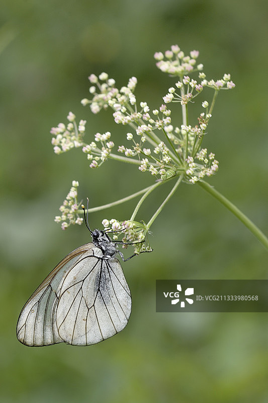 停留在花朵上的黑脉白绢蝶图片素材