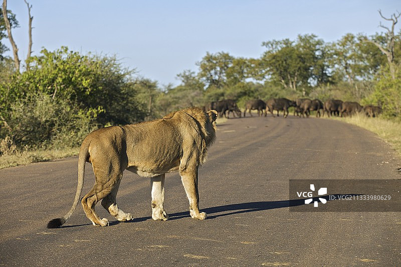 狮子在克鲁格路上寻找水牛群图片素材