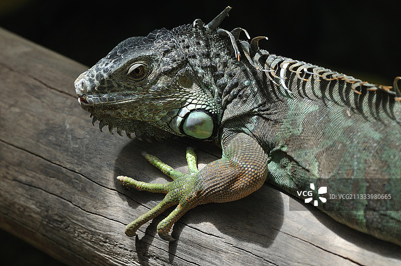 新喀里多尼亚努美阿森林公园的树干上的鬣蜥图片素材