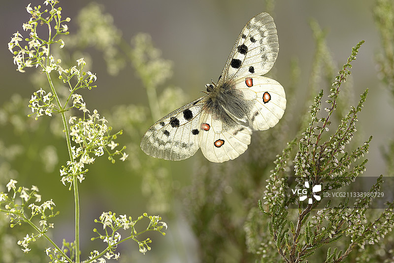 在法国韦科尔高原飞行的山地阿波罗图片素材