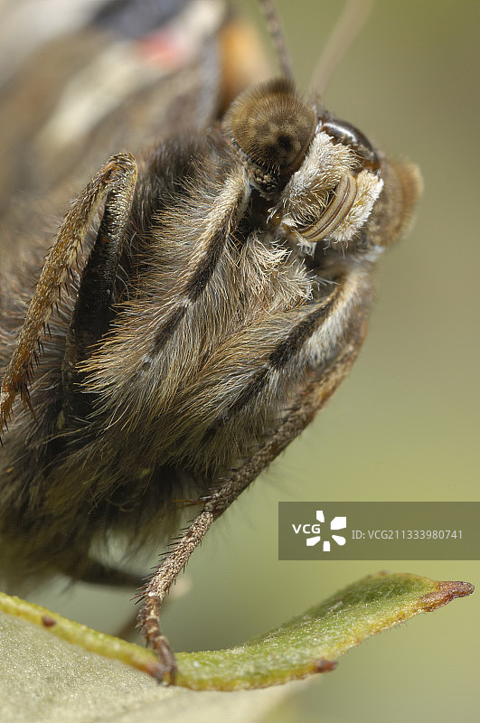 红admiral蝶肖像图片素材