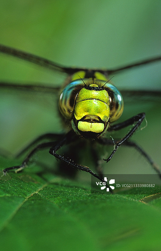 法国叶子上的蓝色蜻蜓肖像图片素材