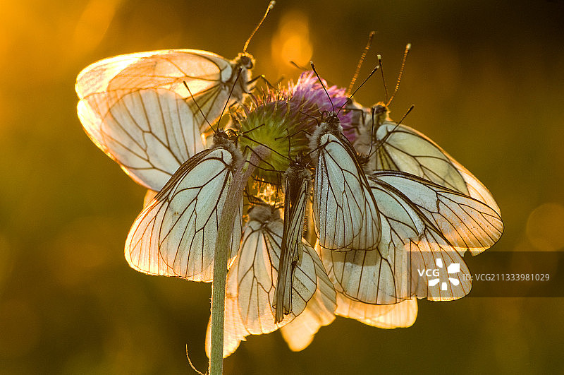 黑脉园粉蝶在法国兰花上群栖图片素材