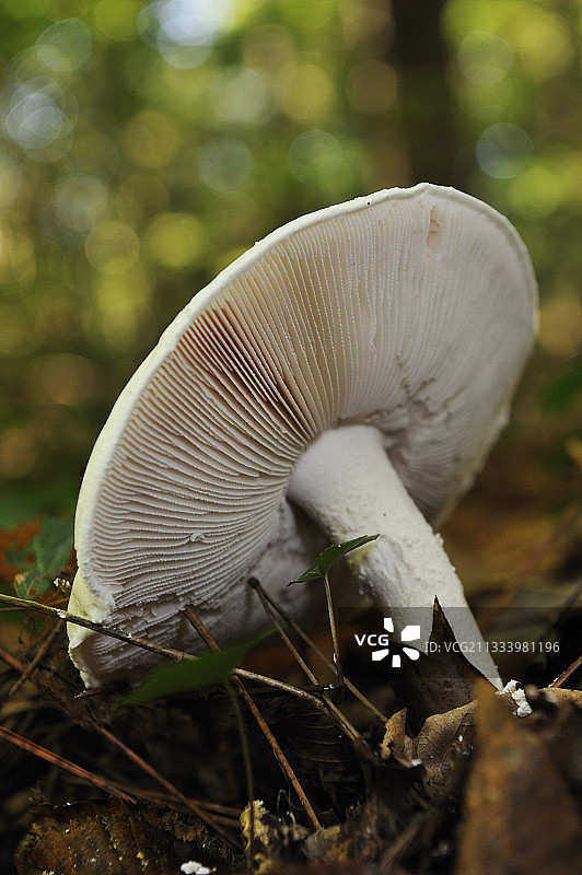 石灰岩上发现的20-25厘米以上的帽子图片素材