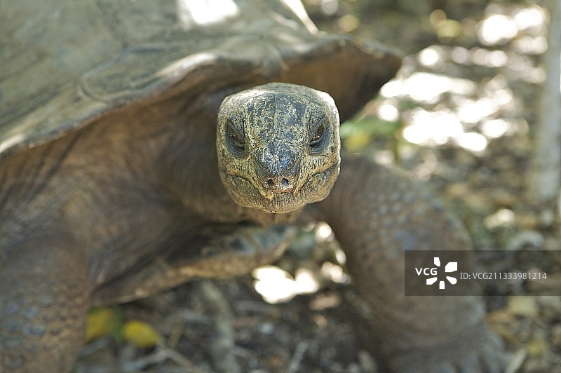 引进到艾格雷特岛的阿尔达布拉巨龟图片素材