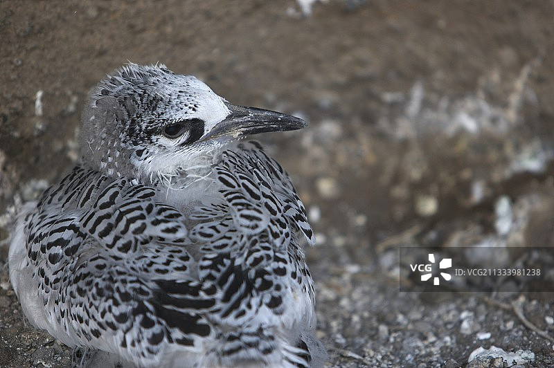 红嘴热带鸟幼鸟（毛里求斯圆岛）图片素材