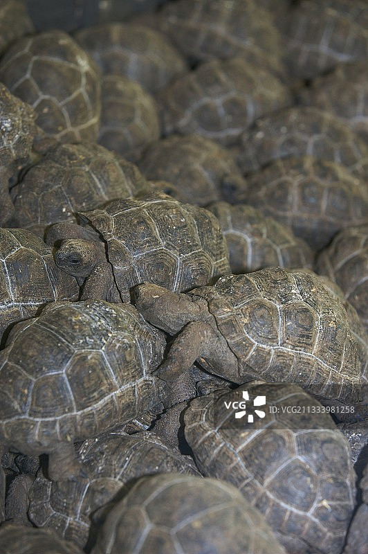 毛里求斯瓦尼勒动物园里的年轻亚达伯拉象龟图片素材