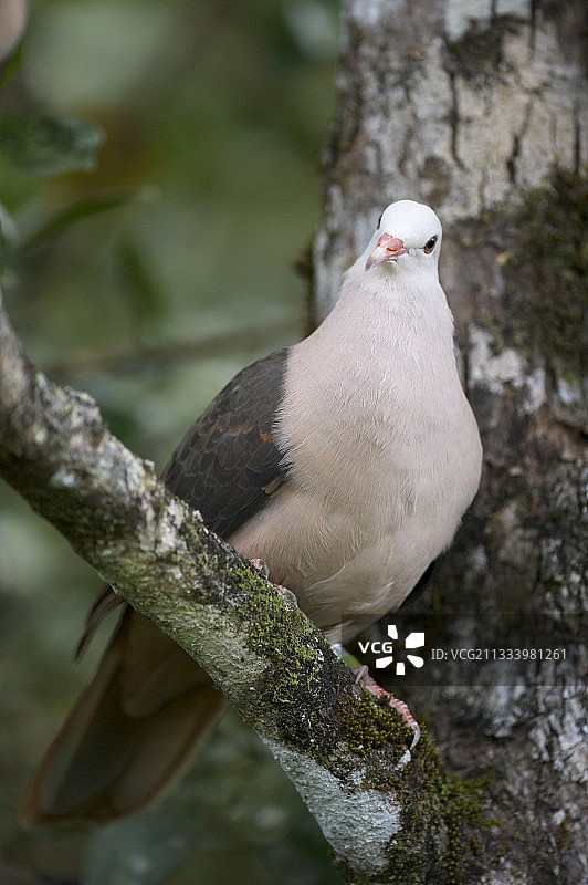 毛里求斯树枝上的粉红鸽子图片素材