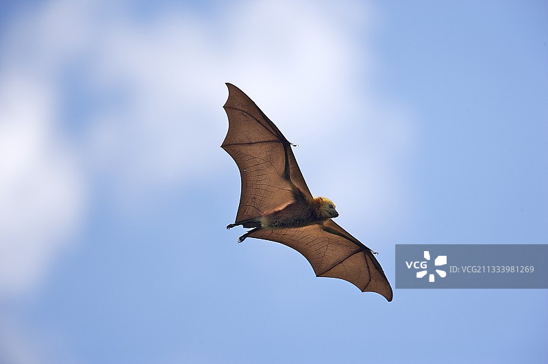 飞行中的毛里求斯特有果蝠图片素材
