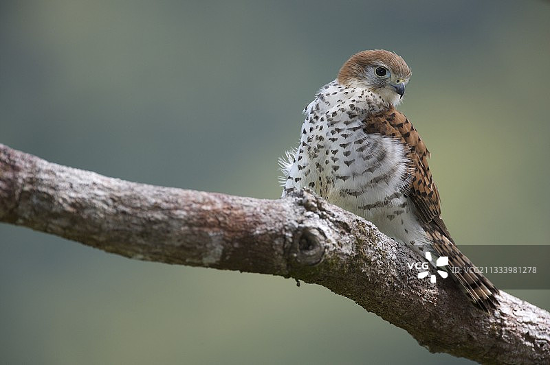 毛里求斯隼图片素材