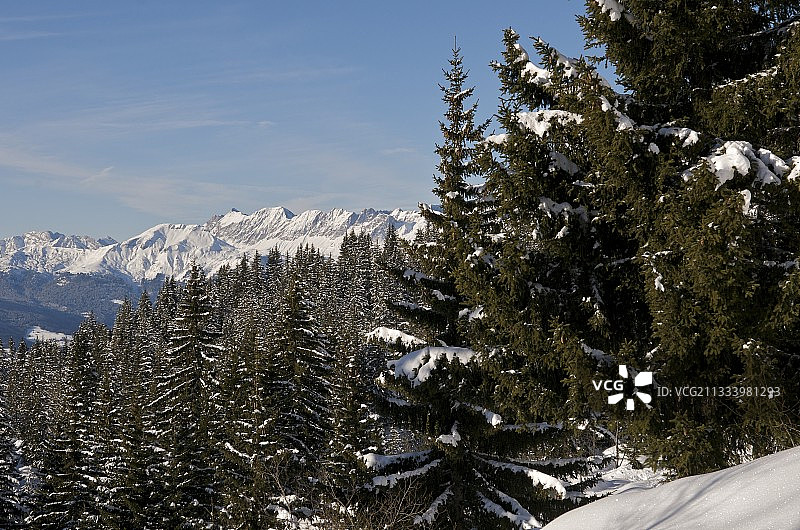 法国上萨瓦省菲兹的云杉图片素材