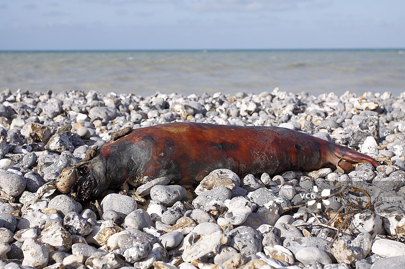 搁浅在诺曼底鹅卵石海滩上的海豹图片素材